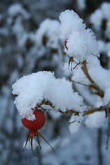 Image showing Rosa rugosa covered in snow