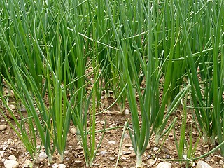 Image showing onions