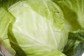 Image showing cabbage vegetable one whole