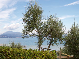 Image showing Olive tree