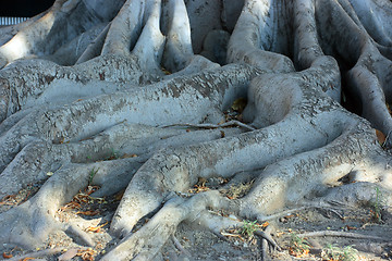 Image showing Roots of Ficus macrophylla