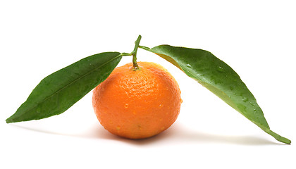 Image showing Tangerine with two leaves