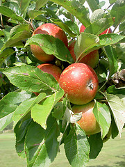 Image showing hanging apple