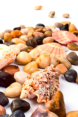 Image showing sea shells and pebble