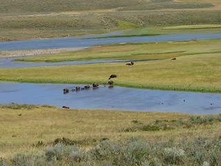 Image showing Buffalos