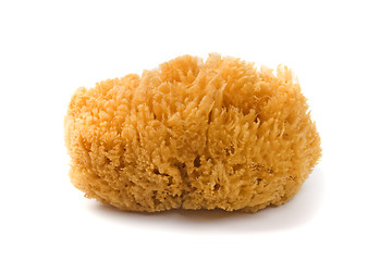 Image showing natural sponge