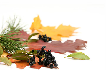 Image showing Colorful leaves