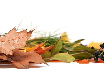 Image showing Colorful leaves