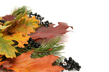 Image showing Colorful leaves