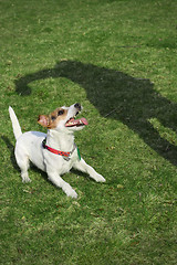 Image showing Playfull dog