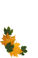 Image showing Leaves frame
