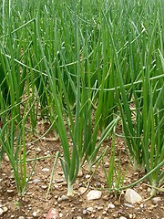 Image showing onions