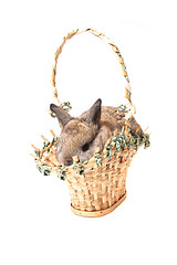 Image showing easter rabbit