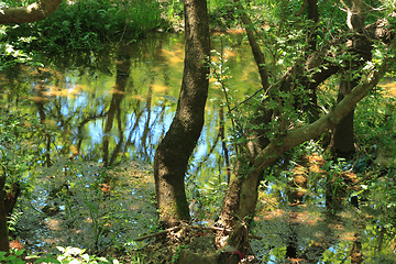 Image showing summer landscape 