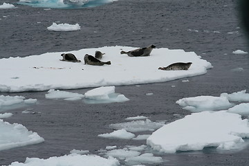 Image showing adult Greenland seal 