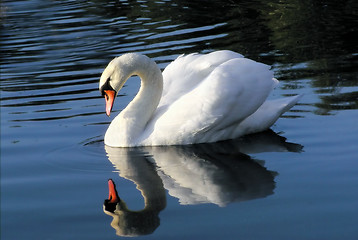 Image showing Swan