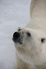 Image showing polar bears