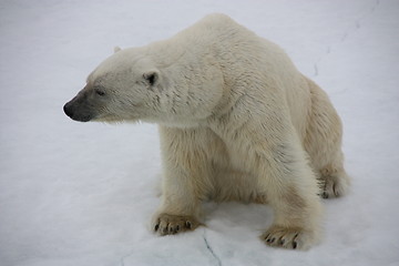 Image showing polar bears 