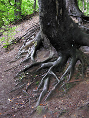 Image showing Root