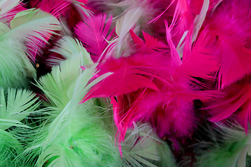 Image showing Feathers