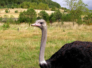 Image showing Ostrich