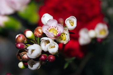 Image showing small delicate white and pink flowers