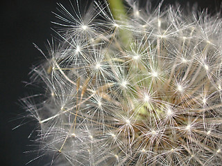 Image showing dandelion seedhead