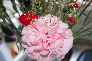 Image showing pink carnation