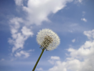 Image showing dandelion seedhead