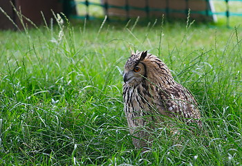 Image showing owl in the grass