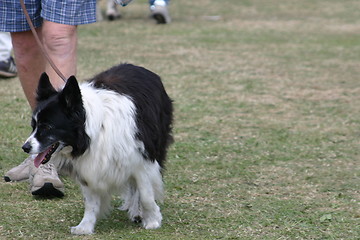 Image showing collie dog