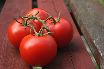 Image showing vine tomatoes