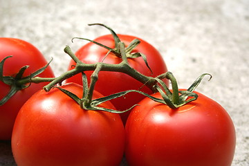 Image showing vine tomatoes