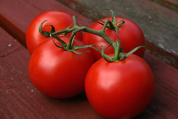 Image showing vine tomatoes