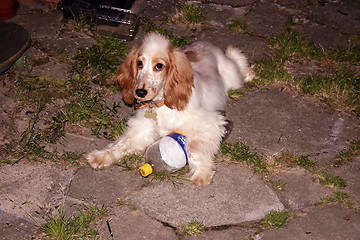 Image showing cocker spaniel pup