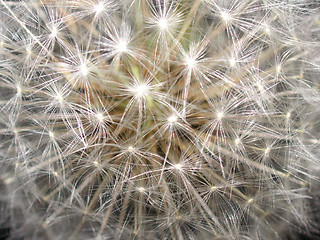 Image showing dandelion seedhead
