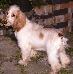 Image showing cocker spaniel pup