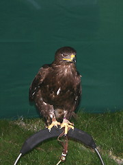 Image showing eagle