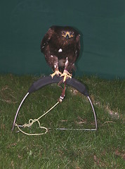 Image showing eagle