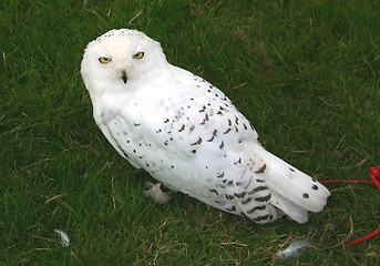 Image showing snowy owl