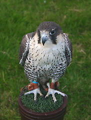 Image showing falcon