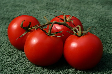 Image showing vine tomatoes