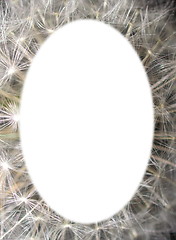 Image showing dandelion frame