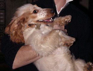 Image showing cocker spaniel pup