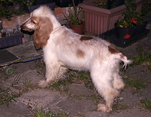 Image showing cocker spaniel pup