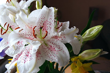 Image showing easter lily