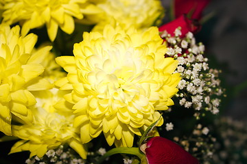 Image showing yellow chrysanthemums