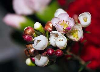 Image showing small delicate white and pink flowers