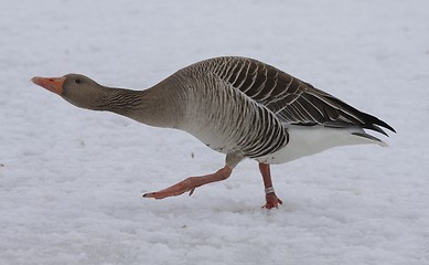 Image showing Greylag Goose.