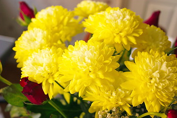 Image showing yellow chrysanthemums